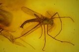 Two Fossil Flies (Chironomidae) In Baltic Amber #145435-1
